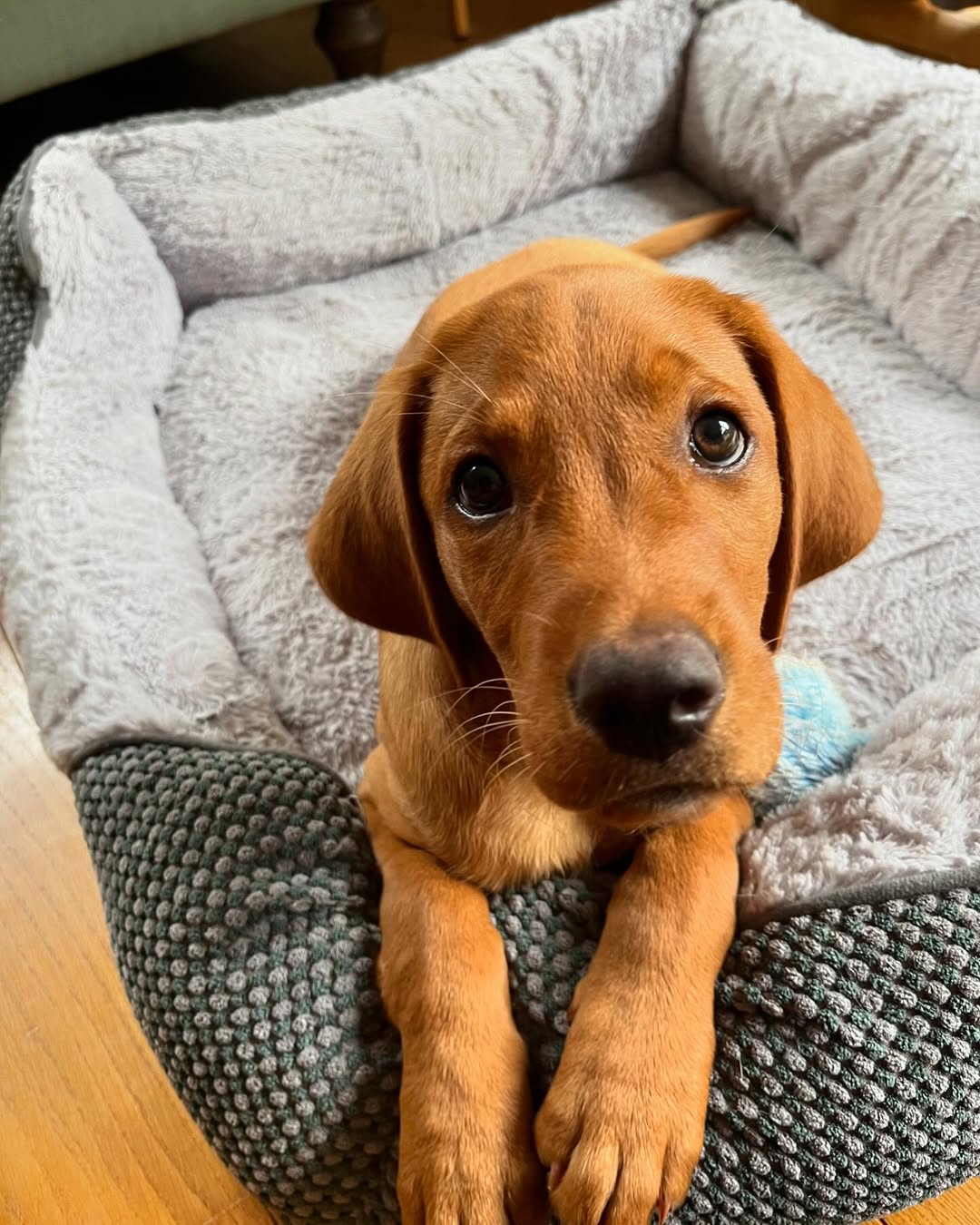 Golden Retriever and Labrador puppies from Ebrahim Retrievers